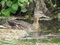 Enten Familie